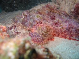 marsa_alam_200510 115